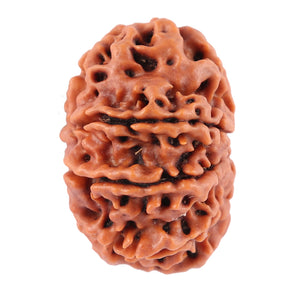 8 Mukhi Nepalese Rudraksha - Bead No. 58