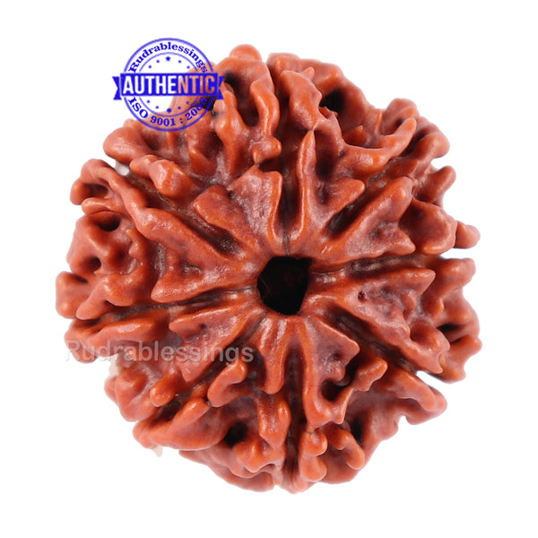 8 Mukhi Nepalese Rudraksha - Bead No. 60