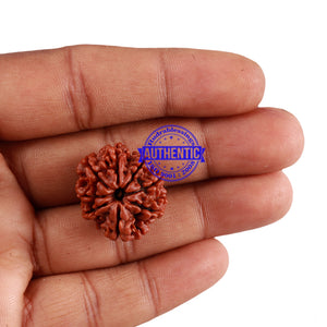 8 Mukhi Nepalese Rudraksha - Bead No. 63