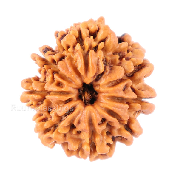 8 Mukhi Nepalese Rudraksha - Bead No. 72