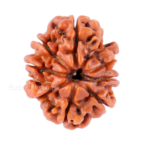 8 Mukhi Nepalese Rudraksha - Bead No. 73