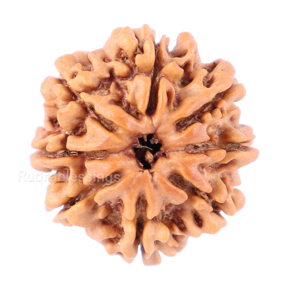 8 Mukhi Nepalese Rudraksha - Bead No. 74