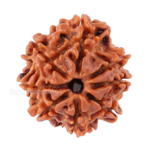 8 Mukhi Nepalese Rudraksha - Bead No. 75