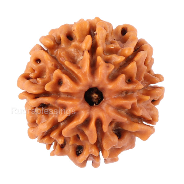 8 Mukhi Nepalese Rudraksha - Bead No. 76