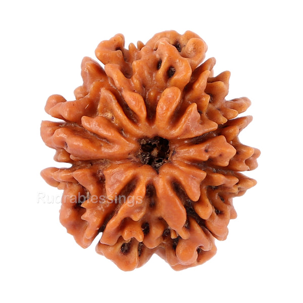 8 Mukhi Nepalese Rudraksha - Bead No. 78