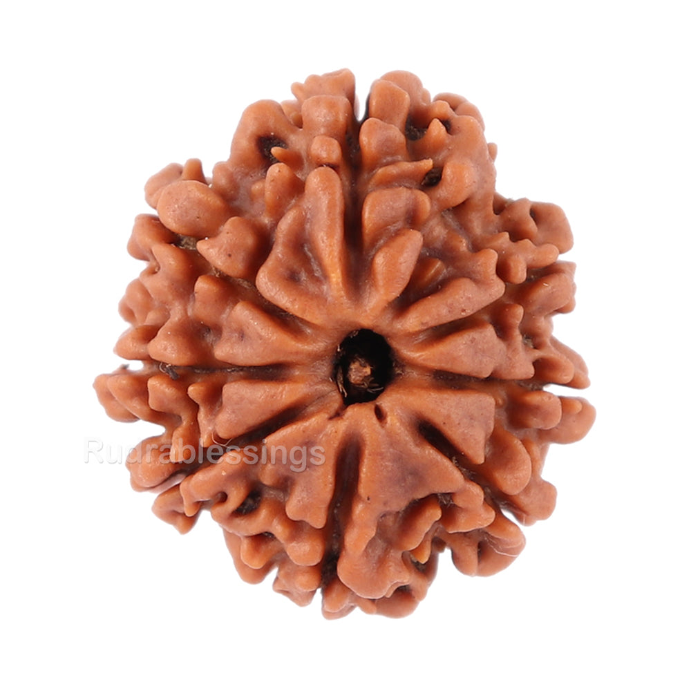 8 Mukhi Nepalese Rudraksha - Bead No. 79