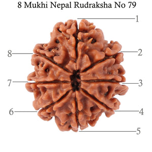 8 Mukhi Nepalese Rudraksha - Bead No. 79