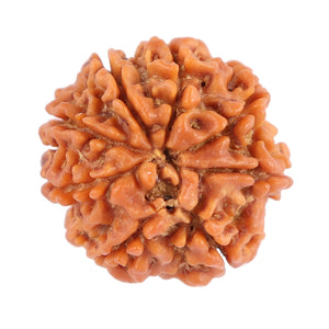 8 Mukhi Nepalese Rudraksha - Bead No. 82