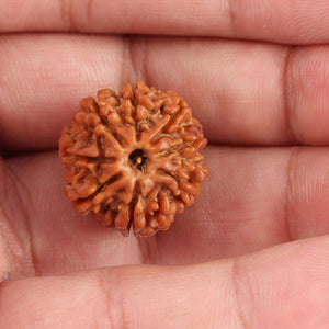 8 Mukhi Nepalese Rudraksha - Bead No. 82