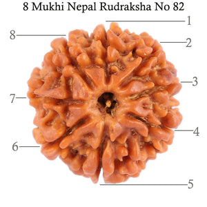 8 Mukhi Nepalese Rudraksha - Bead No. 82