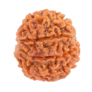 8 Mukhi Nepalese Rudraksha - Bead No. 82