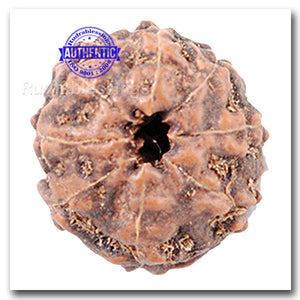 8 Mukhi Indonesian Rudraksha - Bead No. 22