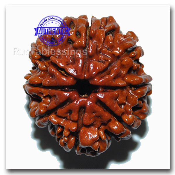 8 Mukhi Nepalese Rudraksha - Bead No. 48