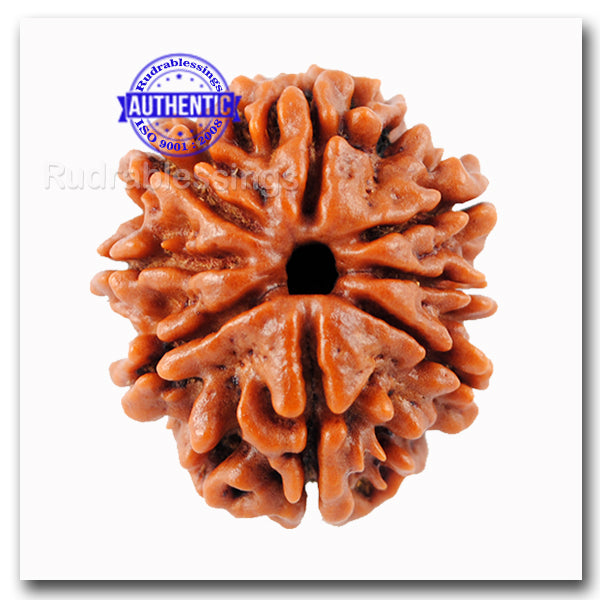 8 Mukhi Nepalese Rudraksha - Bead No. 61