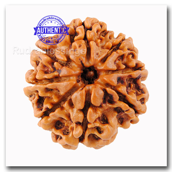 8 Mukhi Nepalese Rudraksha - Bead No. 63