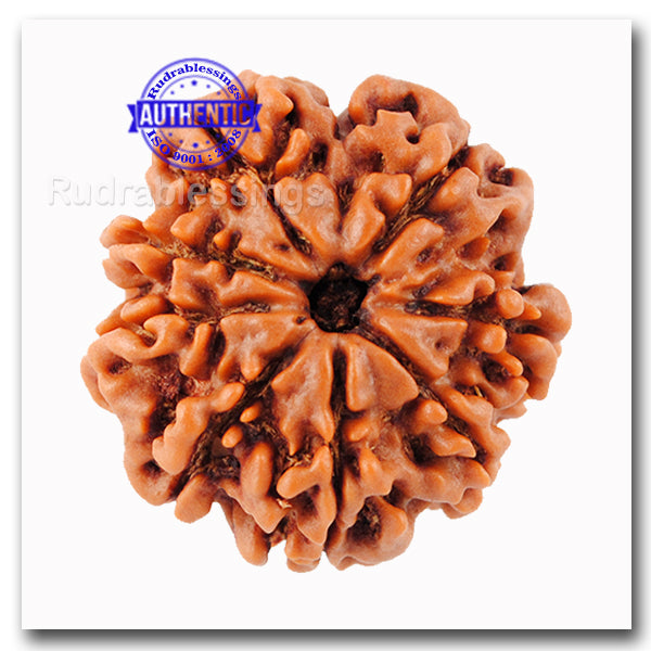 8 Mukhi Nepalese Rudraksha - Bead No. 64