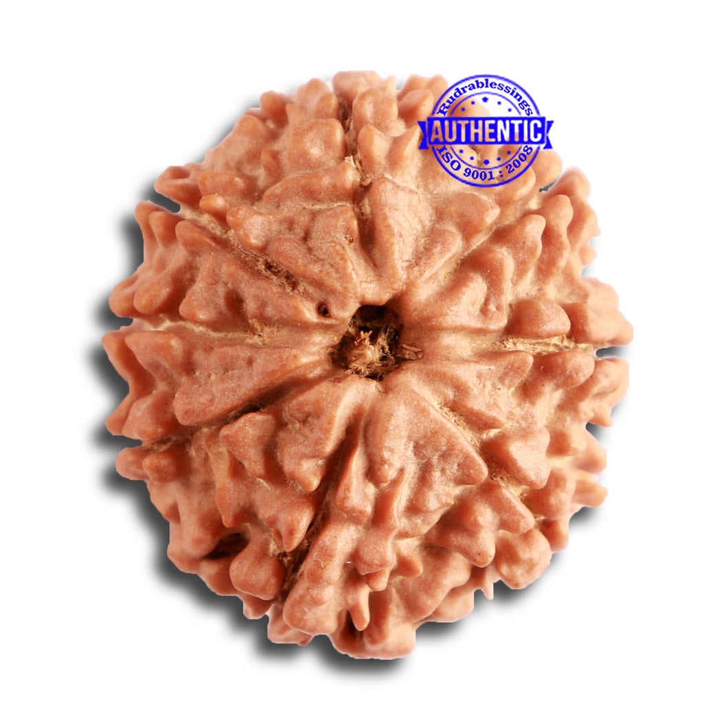 8 Mukhi Nepalese Rudraksha - Bead No. 299