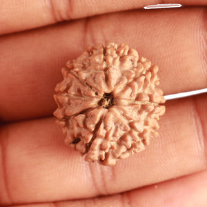 8 Mukhi Nepalese Rudraksha - Bead No. 299