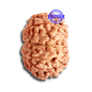 8 Mukhi Nepalese Rudraksha - Bead No. 299