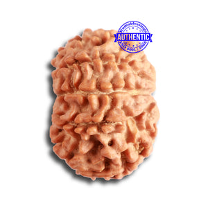 8 Mukhi Nepalese Rudraksha - Bead No. 299