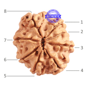 8 Mukhi Nepalese Rudraksha - Bead No. 301