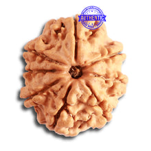 Load image into Gallery viewer, 8 Mukhi Nepalese Rudraksha - Bead No. 301
