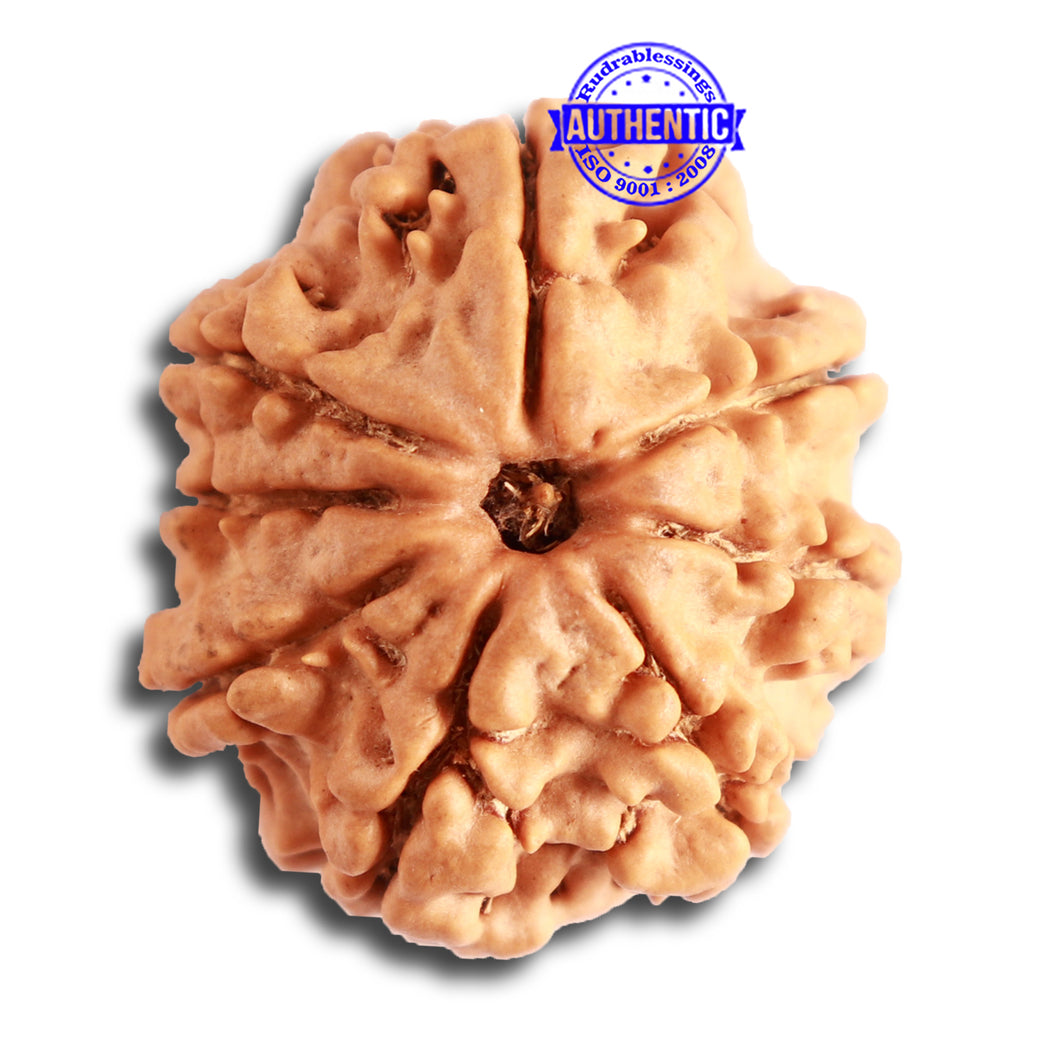 8 Mukhi Nepalese Rudraksha - Bead No. 301