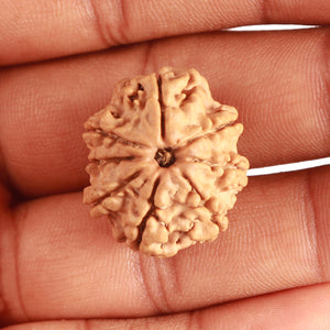 8 Mukhi Nepalese Rudraksha - Bead No. 301