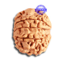 Load image into Gallery viewer, 8 Mukhi Nepalese Rudraksha - Bead No. 301
