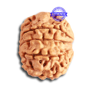 8 Mukhi Nepalese Rudraksha - Bead No. 301