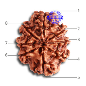 8 Mukhi Nepalese Rudraksha - Bead No. 302