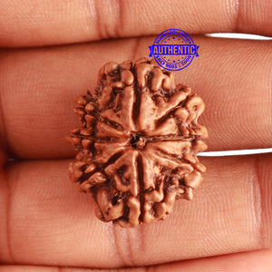 8 Mukhi Nepalese Rudraksha - Bead No. 302