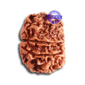 8 Mukhi Nepalese Rudraksha - Bead No. 302