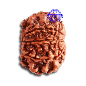 8 Mukhi Nepalese Rudraksha - Bead No. 302