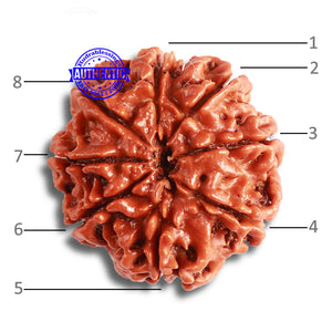 8 Mukhi Nepalese Rudraksha - Bead No. 331