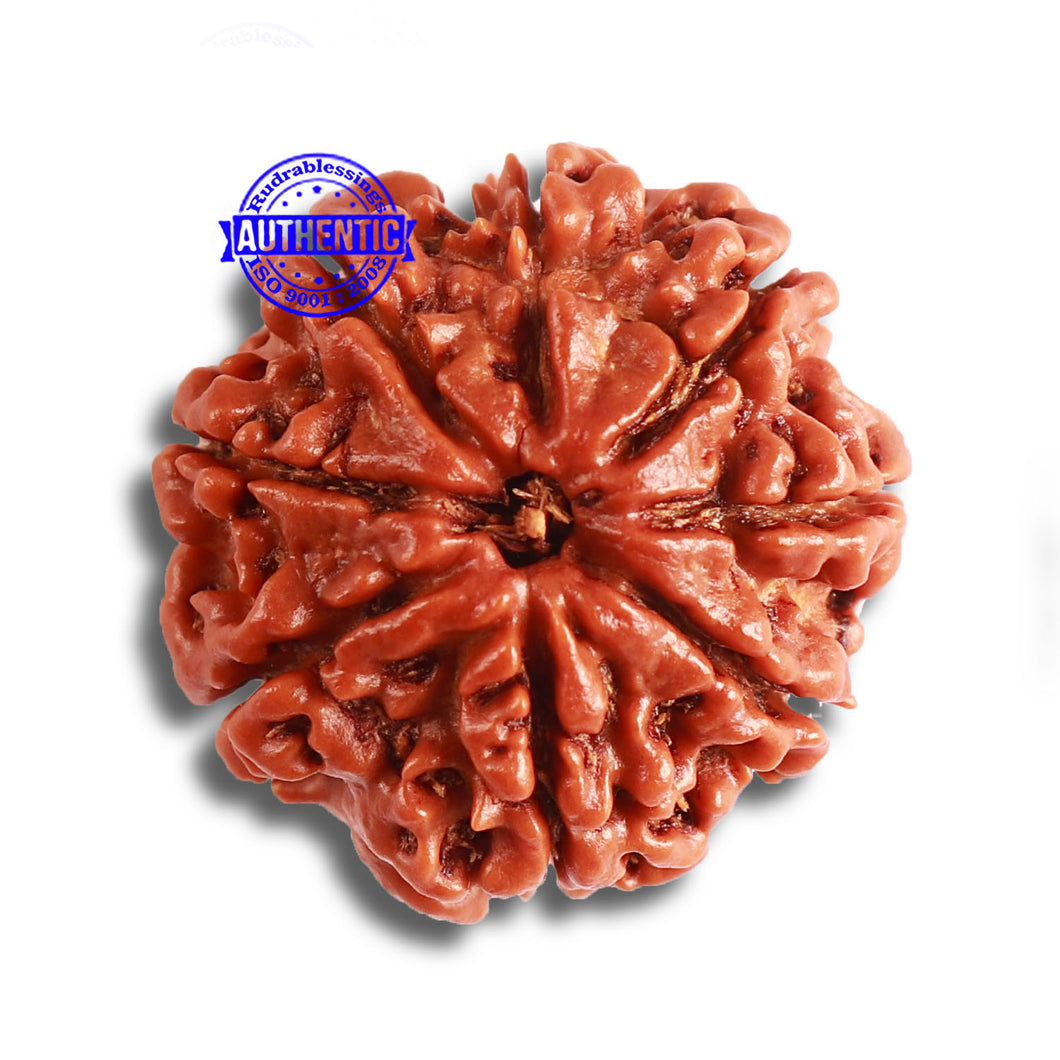 8 Mukhi Nepalese Rudraksha - Bead No. 331