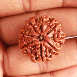 8 Mukhi Nepalese Rudraksha - Bead No. 331