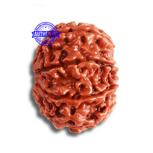 8 Mukhi Nepalese Rudraksha - Bead No. 331