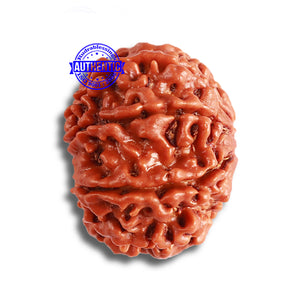 8 Mukhi Nepalese Rudraksha - Bead No. 331