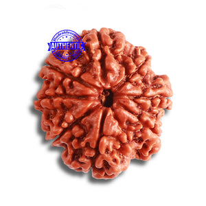 8 Mukhi Nepalese Rudraksha - Bead No. 332