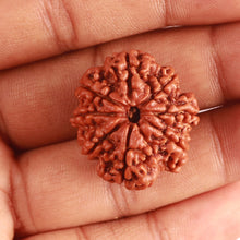 Load image into Gallery viewer, 8 Mukhi Nepalese Rudraksha - Bead No. 332
