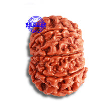 Load image into Gallery viewer, 8 Mukhi Nepalese Rudraksha - Bead No. 332
