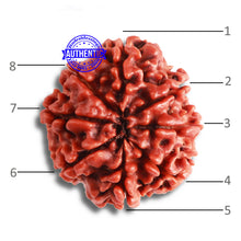 Load image into Gallery viewer, 8 Mukhi Nepalese Rudraksha - Bead No. 333
