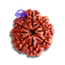 Load image into Gallery viewer, 8 Mukhi Nepalese Rudraksha - Bead No. 333
