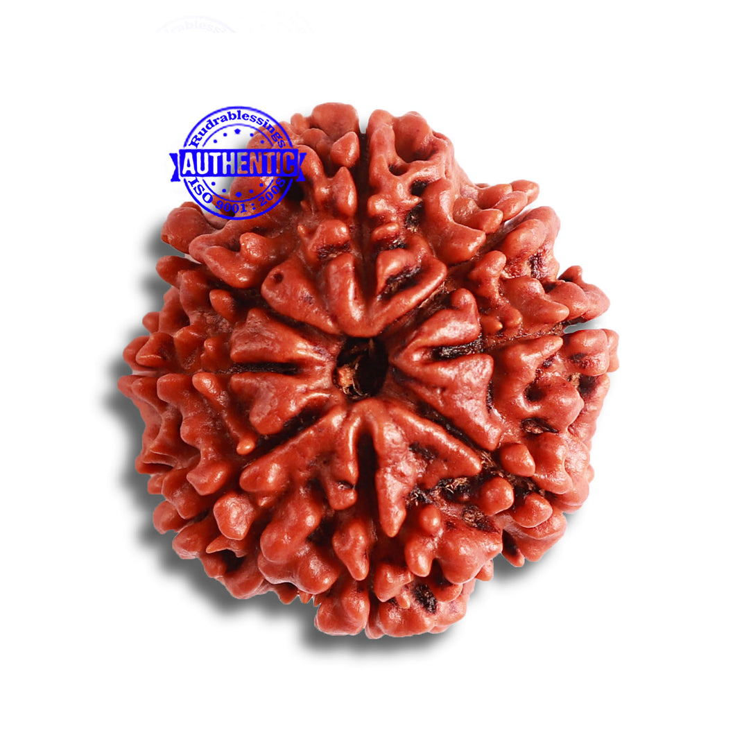 8 Mukhi Nepalese Rudraksha - Bead No. 333