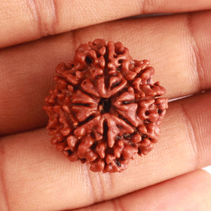 8 Mukhi Nepalese Rudraksha - Bead No. 333