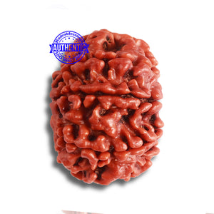 8 Mukhi Nepalese Rudraksha - Bead No. 333