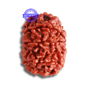 8 Mukhi Nepalese Rudraksha - Bead No. 333