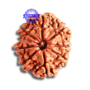 8 Mukhi Nepalese Rudraksha - Bead No. 334