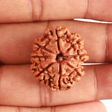 Load image into Gallery viewer, 8 Mukhi Nepalese Rudraksha - Bead No. 334
